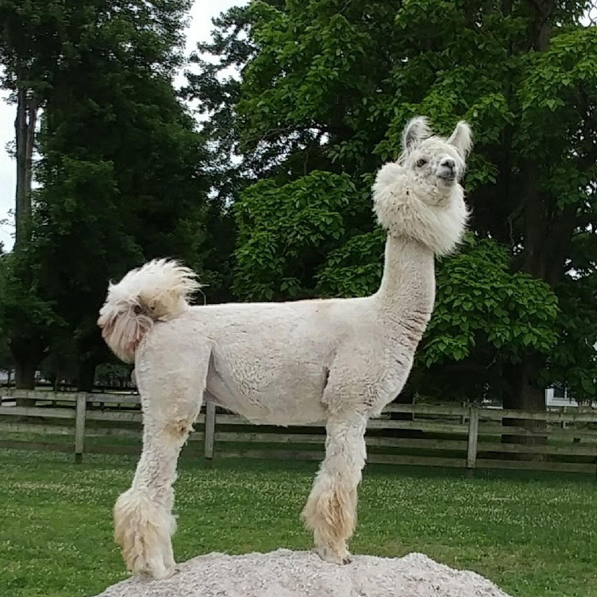 Lofty Pine – Argentine Llamas