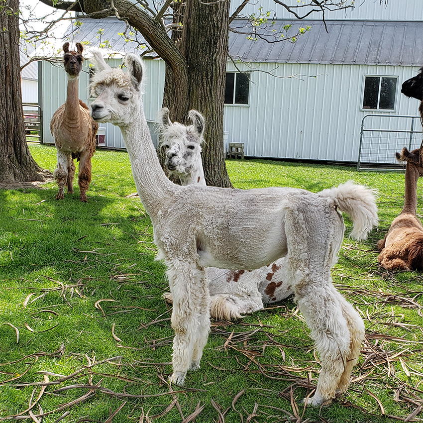 Lofty Pine – Argentine Llamas